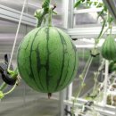 영하농장 이미지