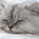 스카이닥터스 이미지