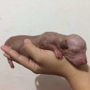 이* Daum카페