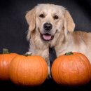 호박동물병원 이미지