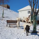 추진목장 이미지