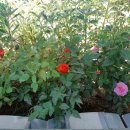 고운이네 한옥민박 이미지