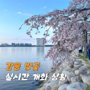 북부 수영장 | 강원도 강릉 벚꽃축제 개화시기 웨이팅 없는 명소 공유