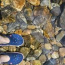 쌍둥이네 애견 이미지