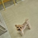 강아지 미용실 이미지