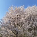 세븐일레븐 대구월성점 네이버블로그