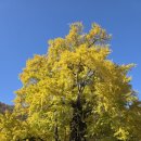 의령 세간리 은행나무 | 의령 세간리 은행나무(宜寧 世干里 은행나무)