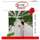 249 | 전북 아이와 가볼 만한 곳, 익산 딸기역 딸기 따기 체험 후기