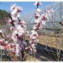 청수농장 이미지