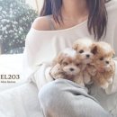 파주켄넬 이미지