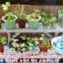 방수액에서 건진 내딸년들과 씨앗은행 번개 후기