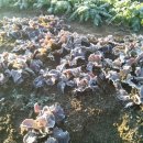 대현농장 이미지