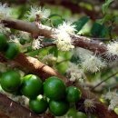 자보티카바 [자부티카바, Jaboticaba, Jabuticaba (Plinia cauliflora)] 이미지