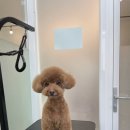 다녀오개 이미지