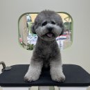 아워퍼피 이미지