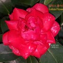 레드플라워(RED FLOWER) 이미지