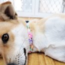 달리포유 이미지