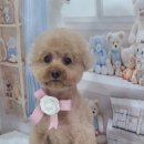 사월의 그루밍 이미지