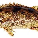 황쏘가리 이미지