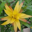 아나나스 이미지