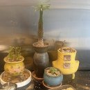 명인만두 (안양호계점) 이미지