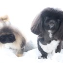 애니원애견미용 이미지