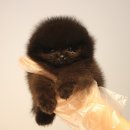 러블릿캔넬 이미지