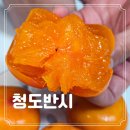 반시홍시 | 씨 없는 감 달달한 홍시 청도 반시 감 보관법 및 먹는 법 후기