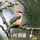 바람처럼 살고 싶다 / 정상화 이미지