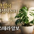 알보 티스토리