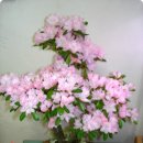 기리시마 이미지