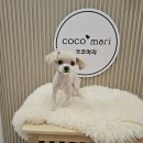 코코마리(coco mari) 이미지