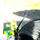 꿈의화원 이미지