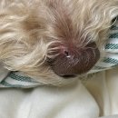 석 동물병원 | 구리동물병원 : 강아지 사마귀 냉동치료 / 24시더케어동물의료센터 / 구리24시동물병원 비용🈶사진🈶