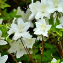 푸른솔어린이집 이미지