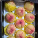 고냉지 당도좋은 선물용 백도 드셔요 이미지