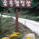 숲속캠핑장 이미지