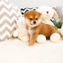 해피애견타운 분당판교점 이미지