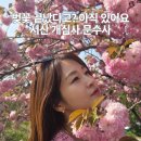 201 | 서산 겹벚꽃 명소 개심사 문수사 하루코스 다녀온 후기