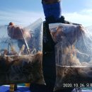 왕쭈꾸미 이미지