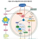 혈류를 개선하는 '은행엽 추출물' 이미지