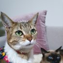 디디그루밍 이미지