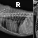 라엘동물병원 이미지