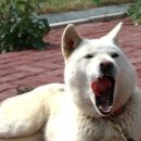 순수진돗개 이미지