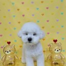 마이멍멍 이미지