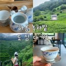 다원펜션 | [하동]하동 녹차밭에서 즐기는 우아한 티타임, 도심다원 내돈내산 추천 후기(+녹차밭 인생샷 포토존)
