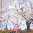 오천그린아일랜드 화장실 | 순천 동천 벚꽃 명소 순천만국가정원 오천그린광장 출렁다리