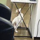 모둘리