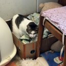 더바람종