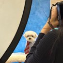 부산 강아지 사진관 | Umm 스튜디오에서 미국 졸업앨범 찍고 왔어요📸